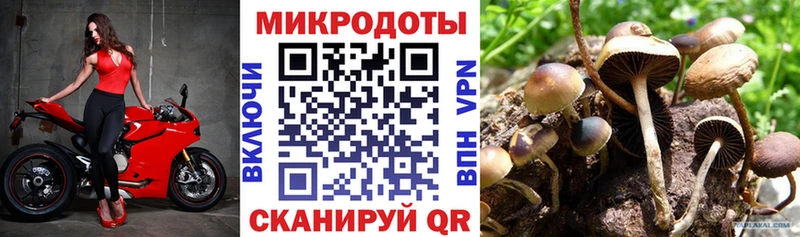 Галлюциногенные грибы Psilocybe  гидра сайт  Кинешма 